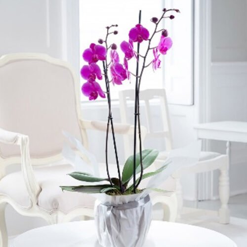 2 Stemmed Pink Phalaenopsis Orchid Plant