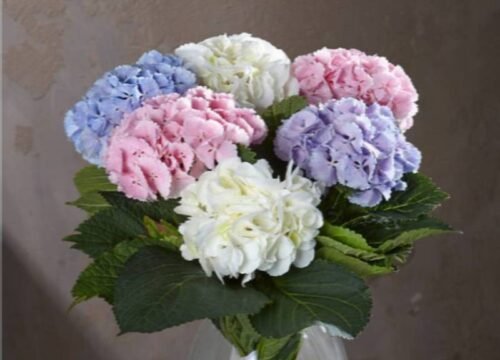 Just Hydrangeas