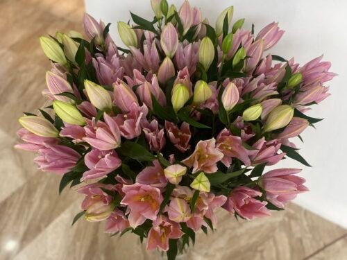 Lilly Perfection