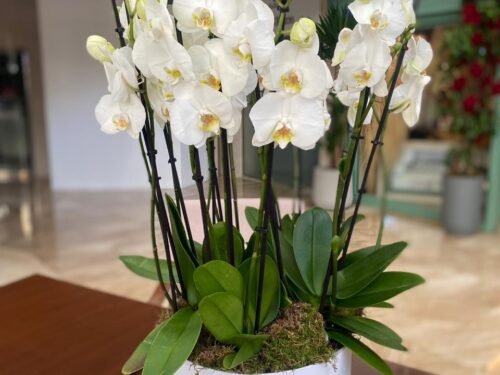 Royal Orchids
